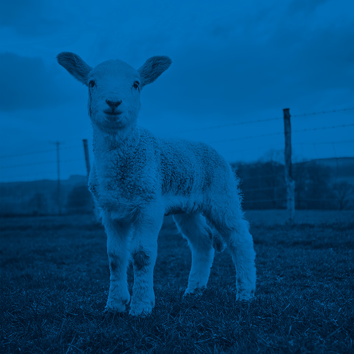 Blue-Sheep