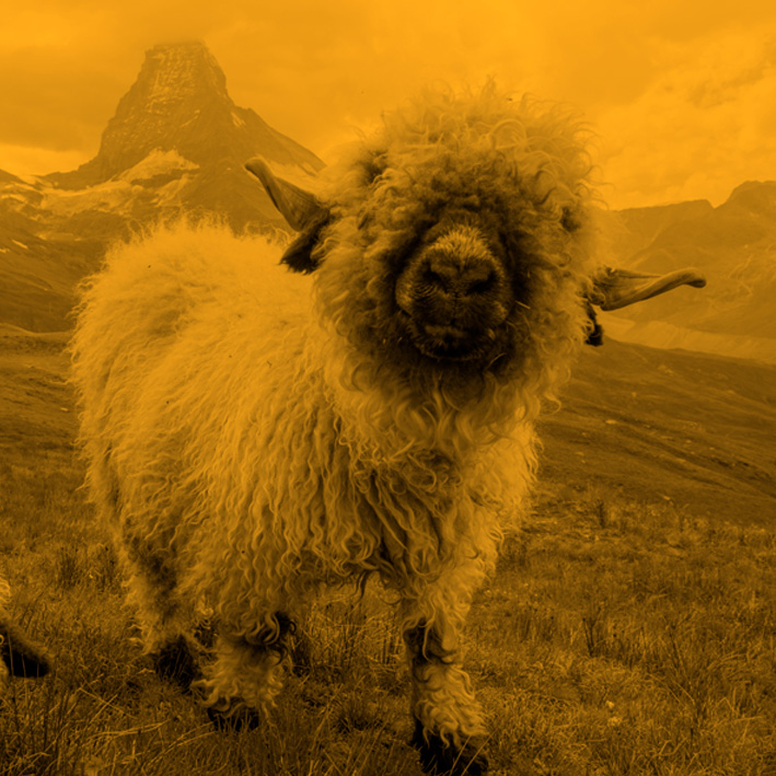 Yellow-Sheep